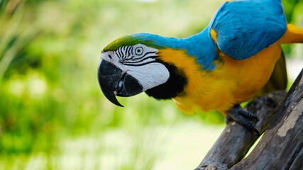 Parrot ara with yellow and blue feathers sits on a wooden branch