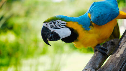 Parrot ara with yellow and blue feathers sits on a wooden branch