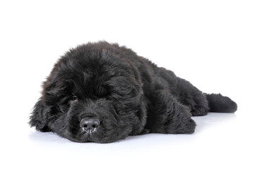 puppy newfoundland dog