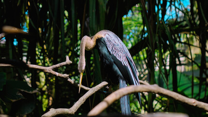 Amerikaanse Slangenhalsvogel or anhinga in habitual habitat in forest