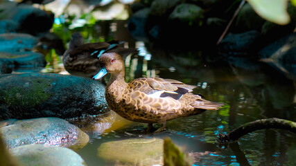 Naklejka premium Duck lophonetta specularioides specularioides in the usual habitat in the forest
