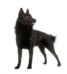 young Schipperke dog