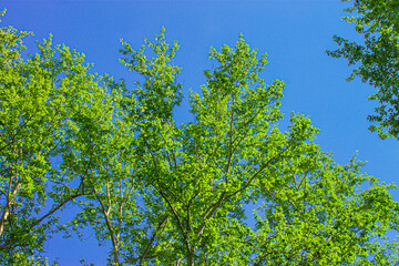 Fototapeta premium green leaves against the blue sky