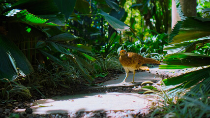 Exotic turkey in the usual habitat in the forest with green grass