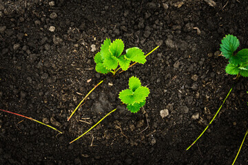 Strawberry plant in the garden. Selective focus.
