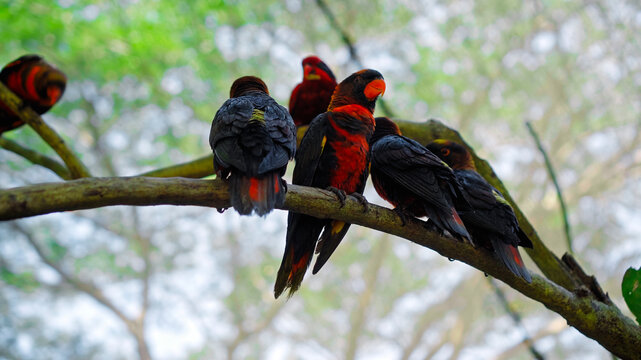 Group of parrots lory with blue and black feathers in the usual habitat in the forest