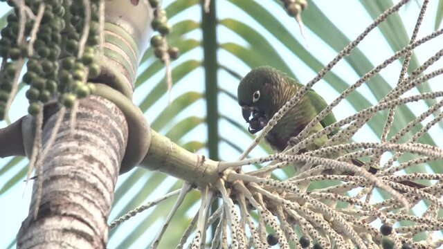 A parrot eating a&ccedil;ai and sitting on a branch, acai fruit, probably it is the Maroon-bellied Parakeet in the Atlantic Rainforest
