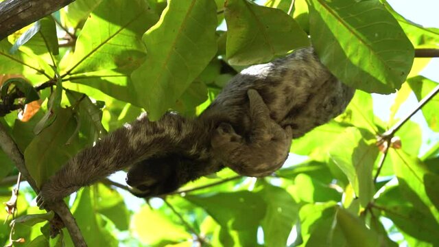 Sloth with juvenile hanging upside down high in tropical tree with green leafs