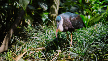 Naklejka premium White-necked stork or Ciconia episcopus in the usual habitat in a forest