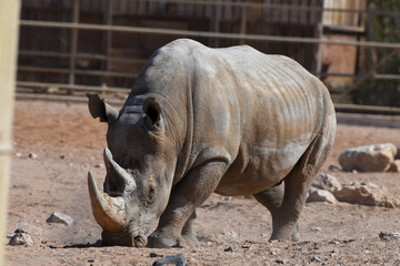 Naklejka premium A white rhinoceros or square-lipped rhinoceros (Ceratotherium simum) close-up walking through the dry desert dirt.