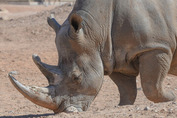 Fototapeta premium A white rhinoceros or square-lipped rhinoceros (Ceratotherium simum) close-up walking through the dry desert dirt.