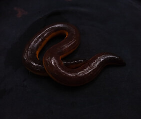 Obraz premium yellow striped caecilian (Ichthyophis beddomei) on a black background