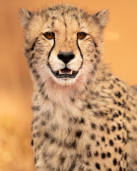 Obraz na płótnie Canvas Cheetah staring right at the camera