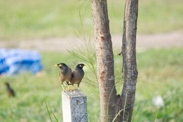 sweetheart Acridotheres tristis