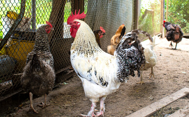 Beautiful rooster in a farmyard with white chickens