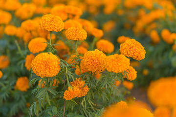 beautiful of marigold flower in beautiful garden