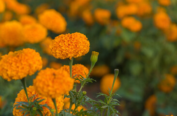 beautiful of marigold flower in beautiful garden
