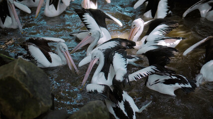 Flocks of large Australian pelicans in the water fishing in their usual habitat