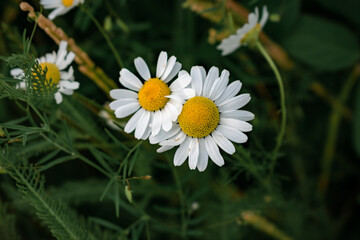Fototapeta premium Chamomile flowers among grass in a summer field