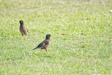 Acridotheres tristis on grass