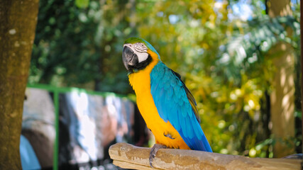 Parrot ara with yellow and blue feathers sits on a wooden branch