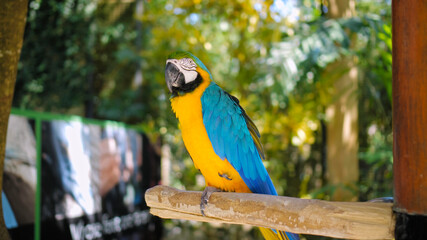 Parrot ara with yellow and blue feathers sits on a wooden branch