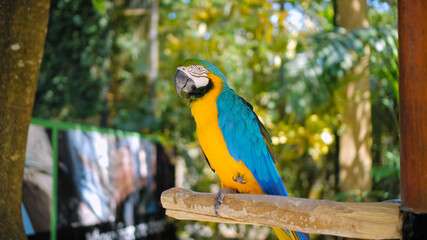 Parrot ara with yellow and blue feathers sits on a wooden branch