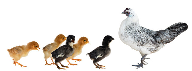 Fototapeta premium five chickens walking to hen isolated on white