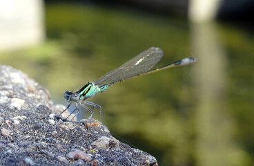 Libellule bleue