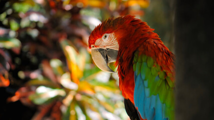 Parrot ara with red and green feathers sits on a wooden branch