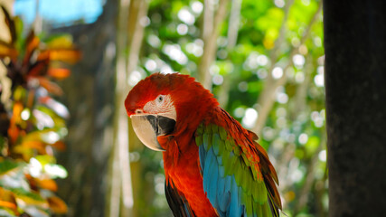 Parrot ara with red and green feathers sits on a wooden branch