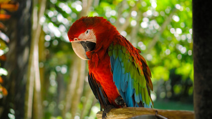 Parrot ara with red and green feathers sits on a wooden branch