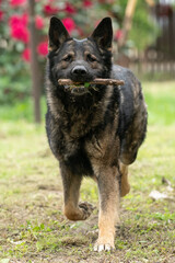 German Shepherd is a German dog breed, one of the most widely used in the world and also the most widely used service breed