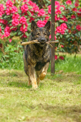 German Shepherd is a German dog breed, one of the most widely used in the world and also the most widely used service breed