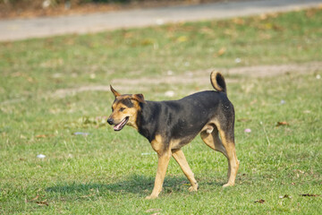 dog running in the park