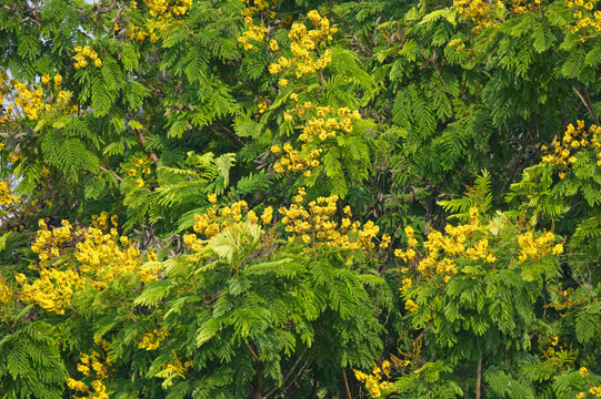 Peltophorum pterocarpum yellow flower