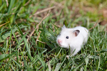 Hamster in the grass. Tamed hamster on a walk.