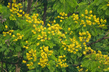 Peltophorum pterocarpum yellow flower