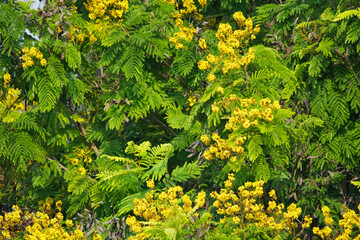 Peltophorum pterocarpum yellow flower