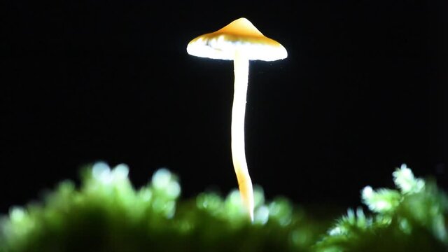 Slightly angled detail shot of the cap of a Psilocybe cyanescens mushroom releasing spores