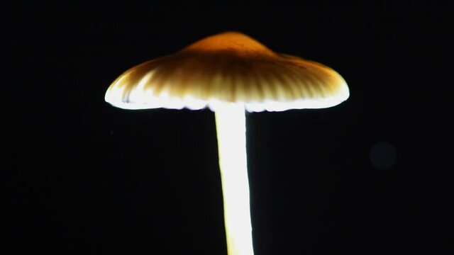 Side view detail shot of the cap of a Psilocybe cyanescens mushroom releasing spores