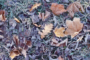 background with autumnal  frozen leaves
