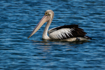 Australian Pelican floating on blue water