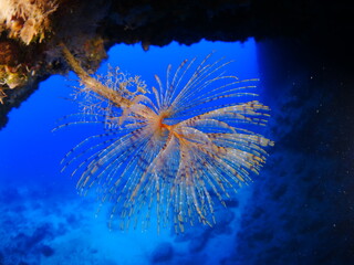 Fototapeta na wymiar tubeworm scenery underwater open wings and collecting particles in water fan worm ocean scenery