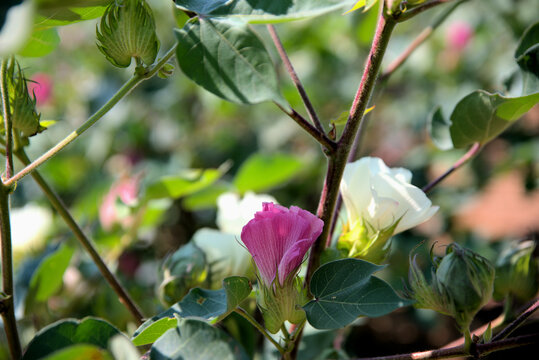 
cotton plantation during flowering, early August in plains of Greece