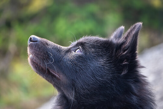 Detail shot of black schipperke dog face with blurred background