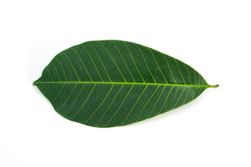 Fototapeta na wymiar Hevea brasiliensis leaf isolated on white background.Rubber leaves.