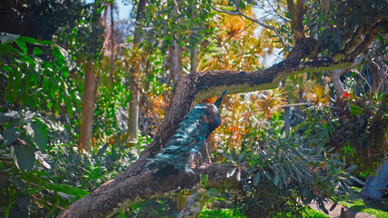 A large peacock with blue feathers sits on a wooden branch