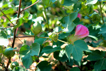 
cotton plantation during flowering, early August in plains of Greece
