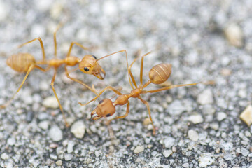red ants fighting on the ground